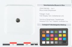 Foto (Objekt + Etikett) von Musa cristata Ettingshausen (NHMW-GEO-2024-0188-9066)
